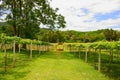 Vineyards in Khao Yai, Thailand. Royalty Free Stock Photo