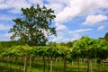 Vineyards in Khao Yai, Thailand. Royalty Free Stock Photo