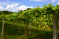 Vineyards in Khao Yai, Thailand. Royalty Free Stock Photo