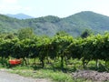 Vineyards of Kvareli in Georgia.