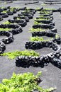 Vineyards in La Geria, Lanzarote Royalty Free Stock Photo