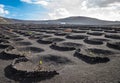 Vineyards in La Geria, Lanzarote, Canary Islands, Spain Royalty Free Stock Photo