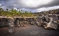 Vineyards in La Geria, Lanzarote, Canary Islands, Spain Royalty Free Stock Photo