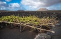 Vineyards in La Geria, Lanzarote, Canary Islands, Spain Royalty Free Stock Photo