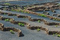 Vineyards of La Geria, Lanzarote Island, Spain