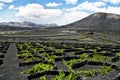 Vineyards in La Geria, Lanzarote, Spain. Royalty Free Stock Photo