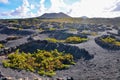 Vineyards in La Geria Lanzarote Royalty Free Stock Photo