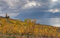 Vineyards and lake Leman 1 Royalty Free Stock Photo