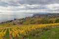 Vineyards and lake Leman 2 Royalty Free Stock Photo