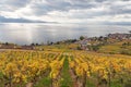 Vineyards and lake Leman 3 Royalty Free Stock Photo