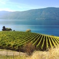 Vineyards by lake Royalty Free Stock Photo