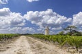 Vineyards with Lamarque windmill, Haut-Medoc, Bordeaux, Aquitaine, France Royalty Free Stock Photo