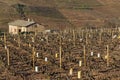 Vineyards landscape of Beaujolais Royalty Free Stock Photo