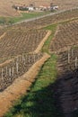 A path in Vineyards landscape of Beaujolais Royalty Free Stock Photo