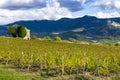 Vineyards landscape in the Diois, Clairette de Die, drome, french countryside