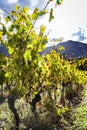 Vineyards landscape in the Diois, Clairette de Die, drome, french countryside