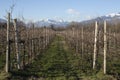 Vineyards landscape in a sunny winter day