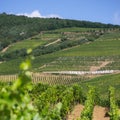 Vineyards landscape, Tokaj, Hungary