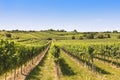 Vineyards landscape in Wachau Royalty Free Stock Photo