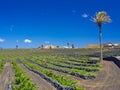 Vineyards of Lanzarote. Good Malvasia wines are growing protected by lava volcanic stone walls against the winds Royalty Free Stock Photo