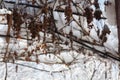 vineyards with the last grapes of the year  covered with the snows of Branches of trees and bushes under the snow Royalty Free Stock Photo