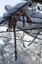 vineyards with the last grapes of the year  covered with the snows of Branches of trees and bushes under the snow Royalty Free Stock Photo