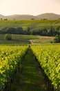 Vineyards in later afternoon light, Pfalz, Germany Royalty Free Stock Photo