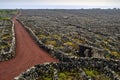 Vineyards with lava`s walls on the island of Pico listed on the UNESCO protected list