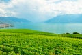 Vineyards of Lavaux Royalty Free Stock Photo