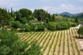 Vineyards of Le Castellet Royalty Free Stock Photo