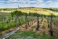 Vineyards in Lendavske Gorice in Slovenia