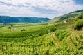 Vineyards in Lower Austria Royalty Free Stock Photo