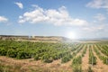 Vineyards in the lowlands of the mountain. Crimean vineyards. Crimea. Summer landscape. Background vineyards and mountains. Royalty Free Stock Photo