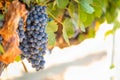 Vineyards with Lush, Ripe Wine Grapes on the Vine Ready for Harvest Royalty Free Stock Photo