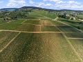 French red and rose wine grapes plants in row, Costieres de Nimes AOP domain or chateau vineyard, France