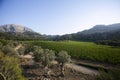 Vineyards in Mallorca Island located in the north in the island Royalty Free Stock Photo