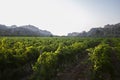 Vineyards in Mallorca Island located in the north in the island Royalty Free Stock Photo