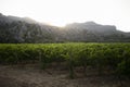 Vineyards in Mallorca Island located in the north in the island Royalty Free Stock Photo
