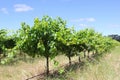 Vineyards in Margaret River, Western Australia Royalty Free Stock Photo