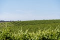 Vineyards in McLaren Vale Royalty Free Stock Photo