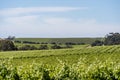 Vineyards in McLaren Vale Royalty Free Stock Photo