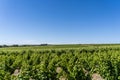 Vineyards in McLaren Vale Royalty Free Stock Photo