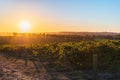 Vineyards in McLaren Vale at sunset Royalty Free Stock Photo