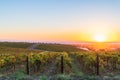 Vineyards in McLaren Vale at sunset Royalty Free Stock Photo