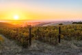 McLaren Vale Vineyards at sunset time, South Australia Royalty Free Stock Photo