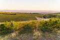 Vineyards in McLaren Vale at sunset Royalty Free Stock Photo