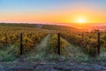 Vineyards in McLaren Vale at sunset Royalty Free Stock Photo