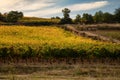 Sardinia, Italy. Vineyard landscape in Barbagia. Royalty Free Stock Photo