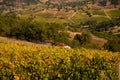 Sardinia, Italy. Vineyard landscape in Barbagia. Royalty Free Stock Photo