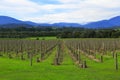 Vineyards Royalty Free Stock Photo